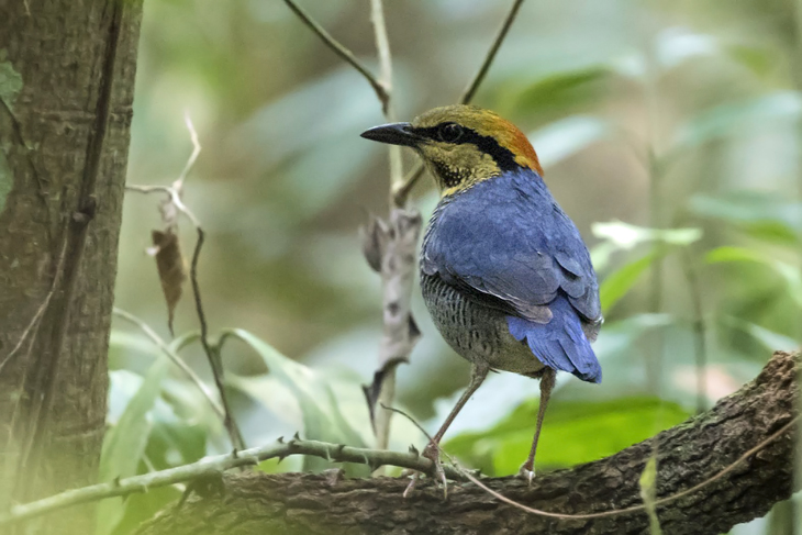 Tantalizing Thailand Birding Tour – March 2019