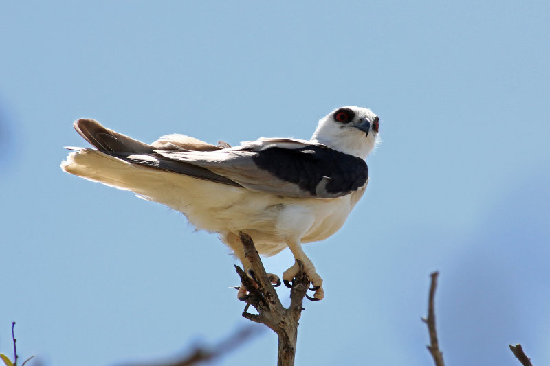 Private Birding Tour of Southern Outback Australia – August-September 2019