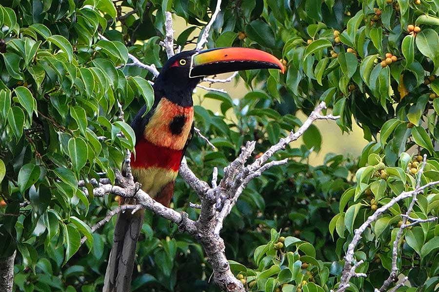 Papuan Pitta Birding Tours Birdwatching Australia