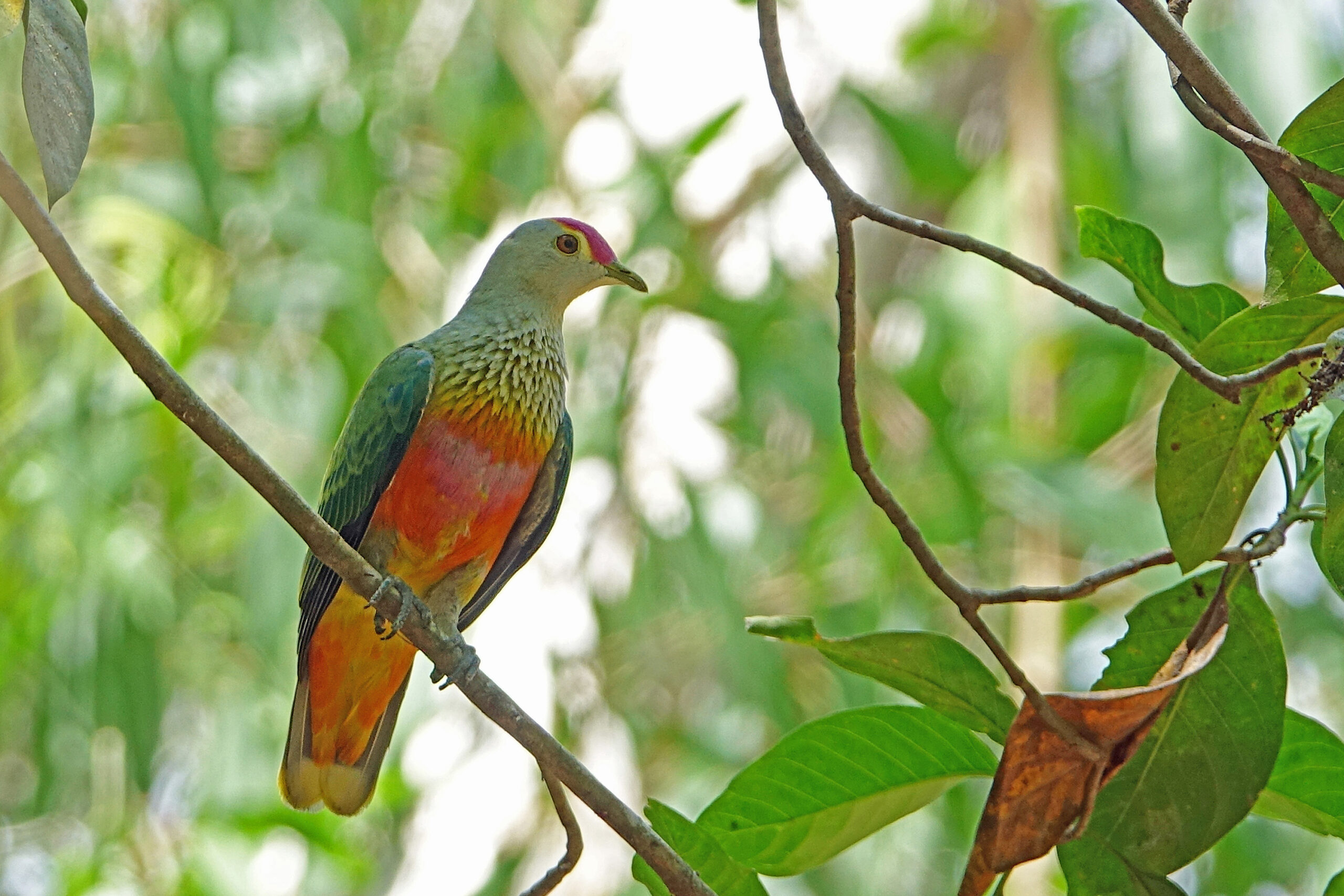 Papuan Pitta Birding Tours Birdwatching Australia